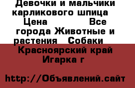 Девочки и мальчики карликового шпица  › Цена ­ 20 000 - Все города Животные и растения » Собаки   . Красноярский край,Игарка г.